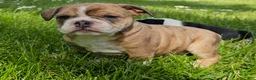 Mixed Breed dogs for sale: Seal Merle Mini Bulldog Boy - Ad 3