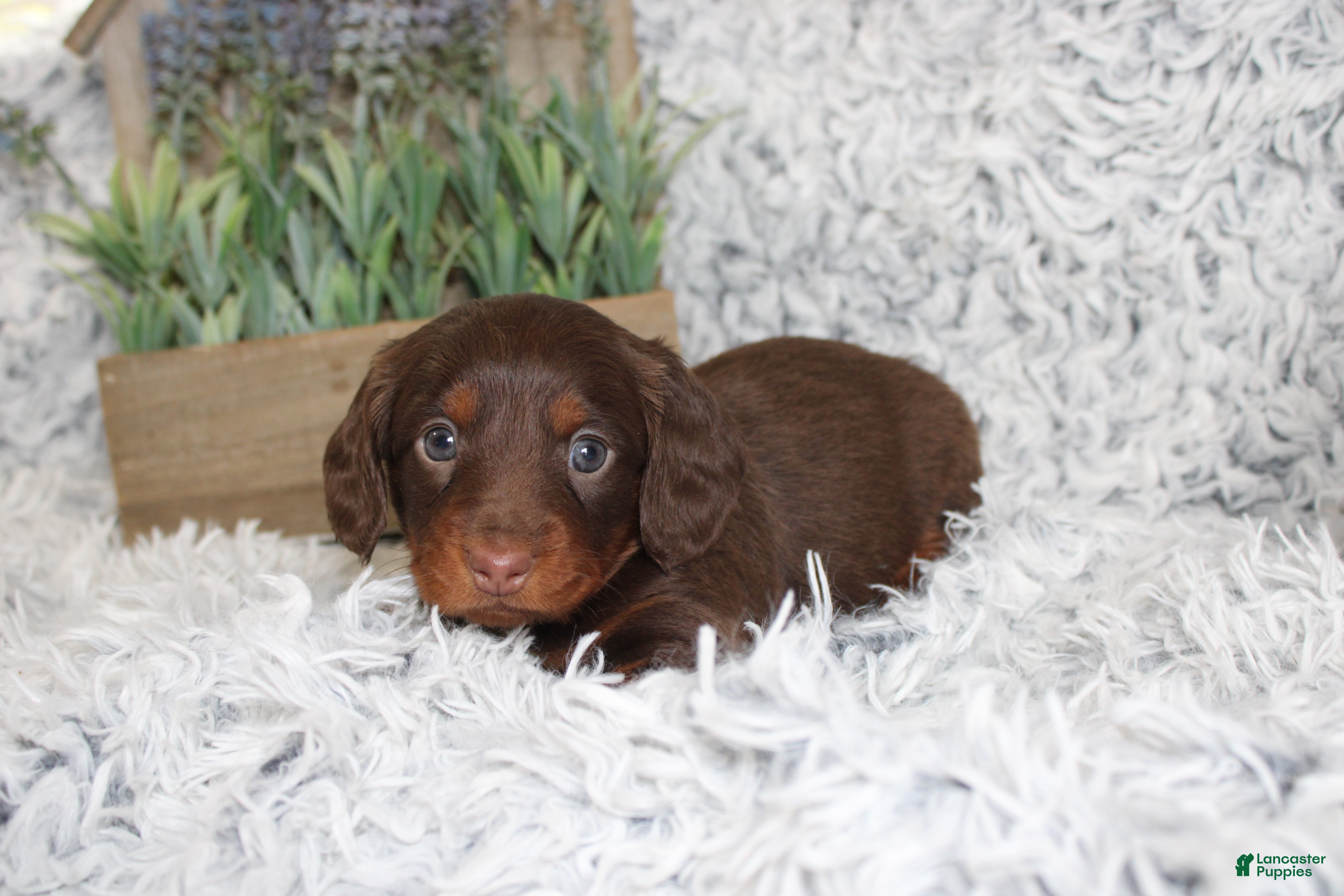 Dachshund dogs PERCY - Ad 1