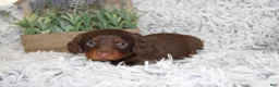 Dachshund dogs for sale: PERCY - Ad 1
