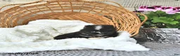 Pomeranian dogs for sale: Austin - Ad 4