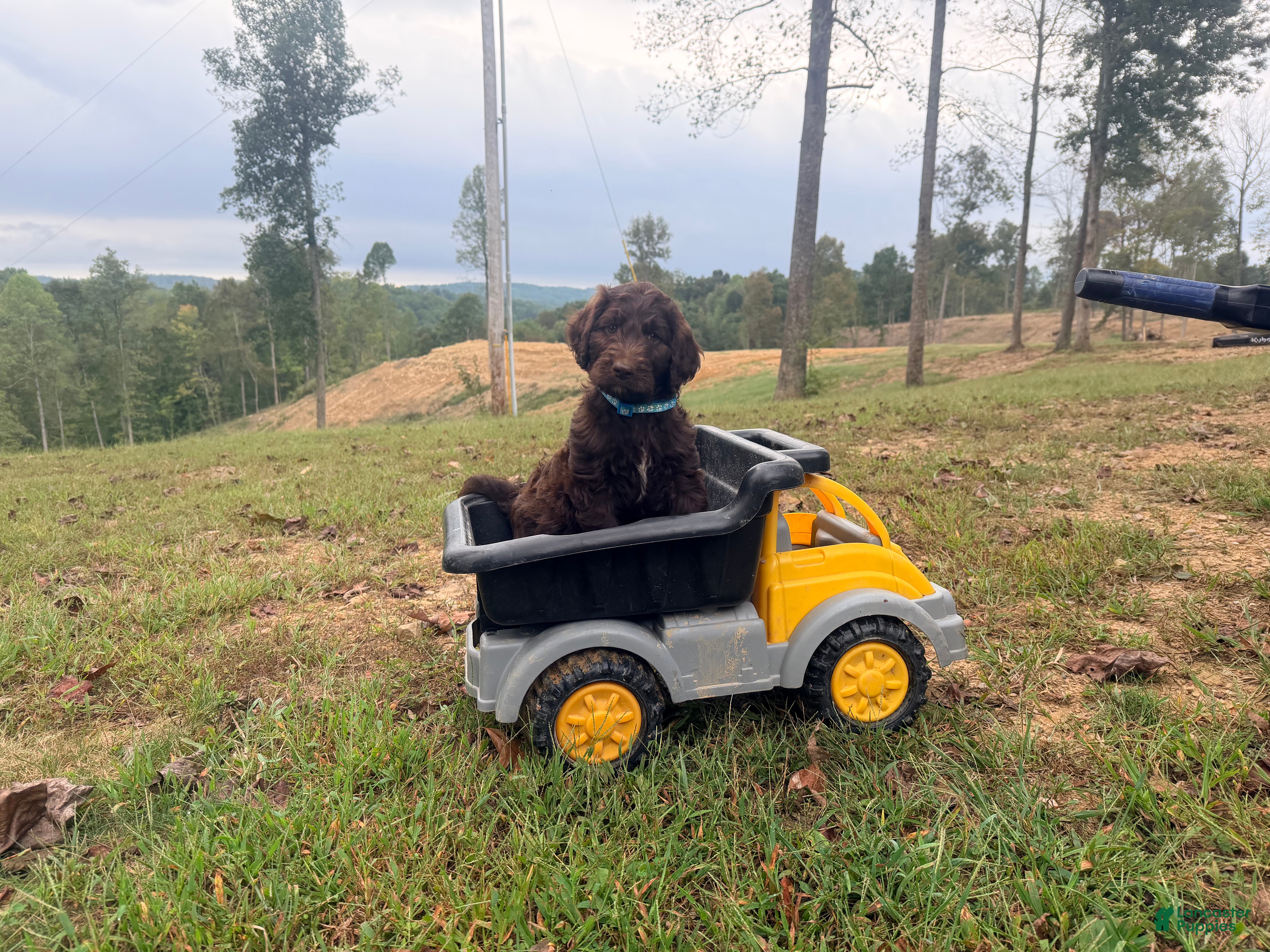 Goldendoodle dogs Goldendoodle 1 - Ad 2