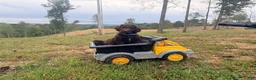 Goldendoodle dogs for sale: Goldendoodle 1 - Ad 2