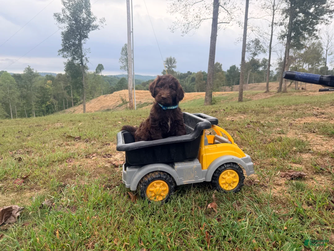Goldendoodle dogs for sale: Goldendoodle 1 - Ad 2
