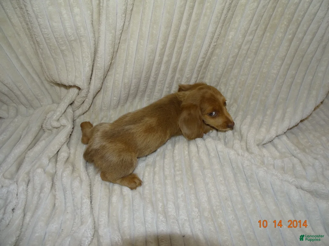 Miniature Dachshund dogs for sale: lola - Ad 1