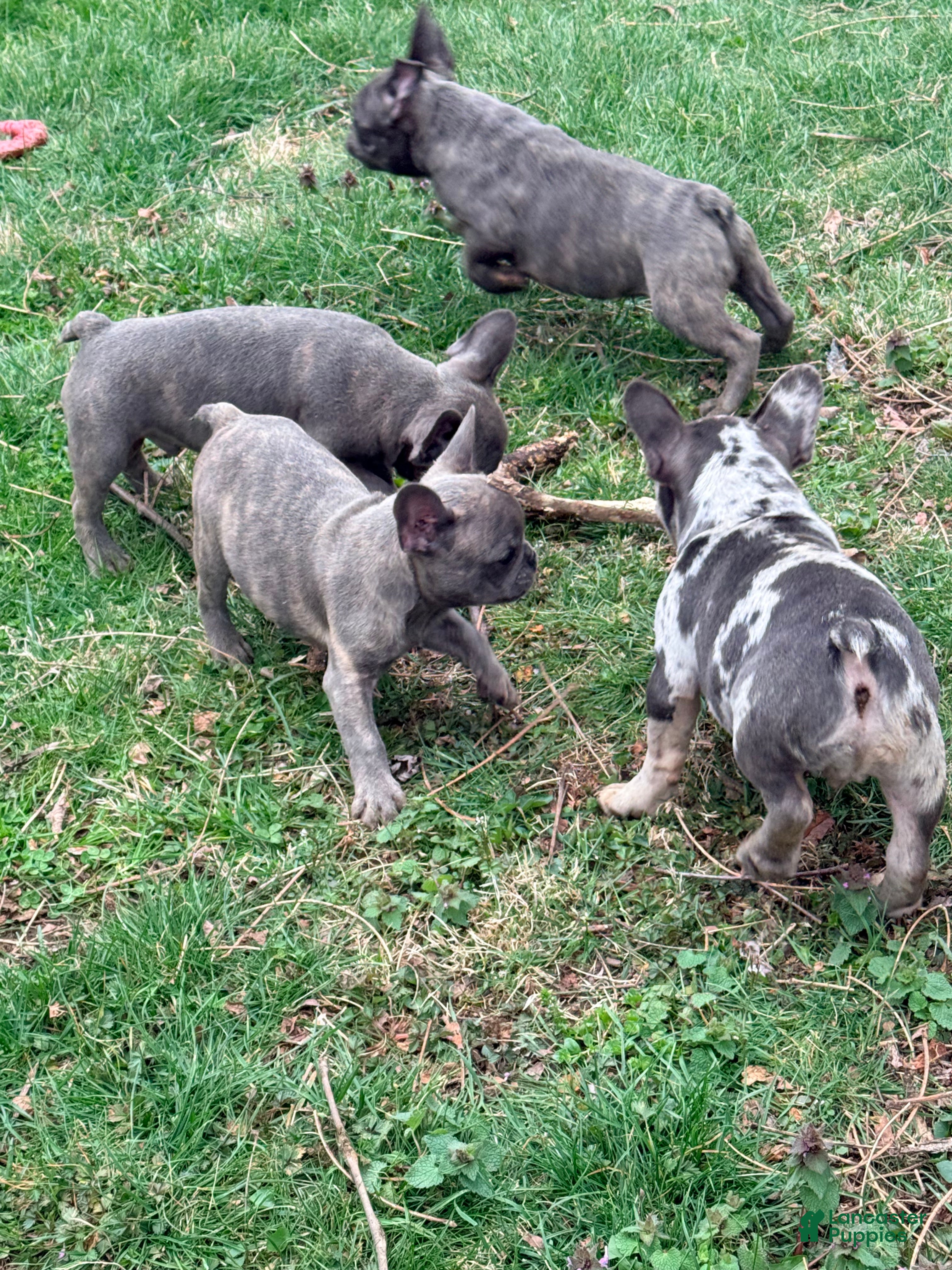 French Bulldog dogs French Bulldog Puppy 2 - Ad 1