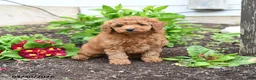 Mini Goldendoodle dogs for sale: Darla - Ad 2