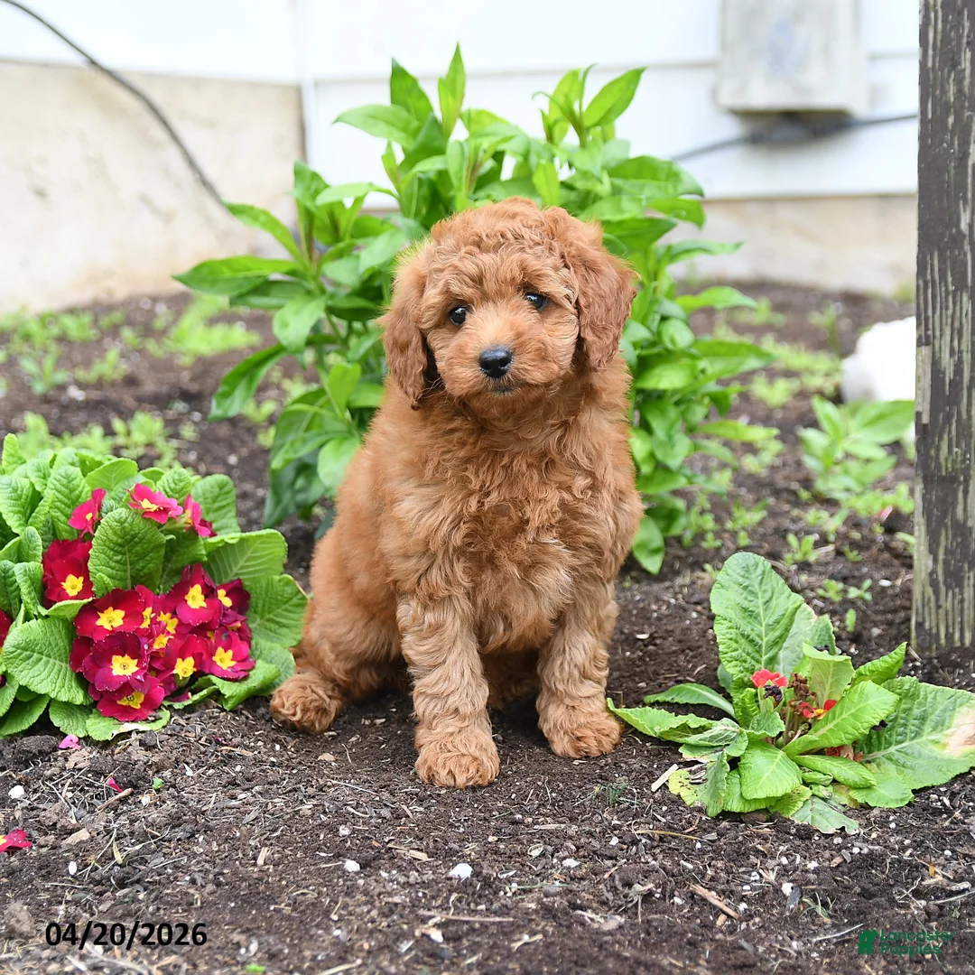 Mini Goldendoodle dogs for sale: Darla - Ad 2