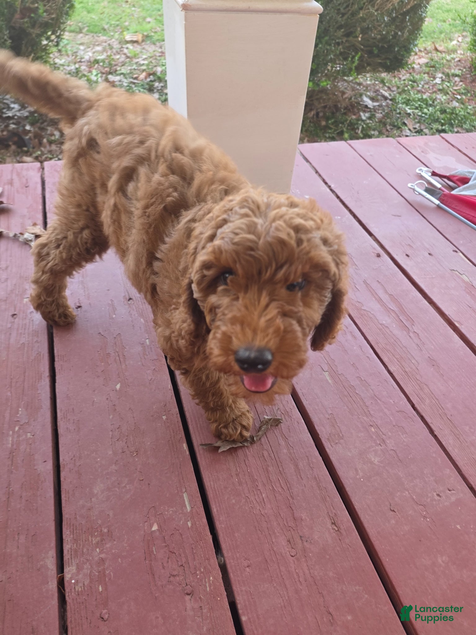 Mixed Breed dogs Mixed Breed Puppy 1 - Ad 1