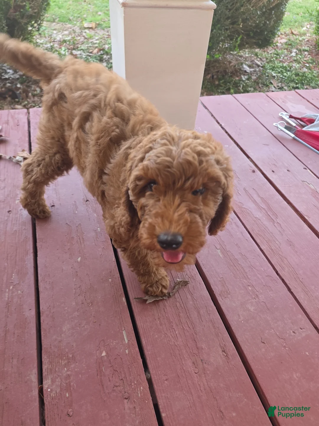 Mixed Breed dogs for sale: Mixed Breed Puppy 1 - Ad 1