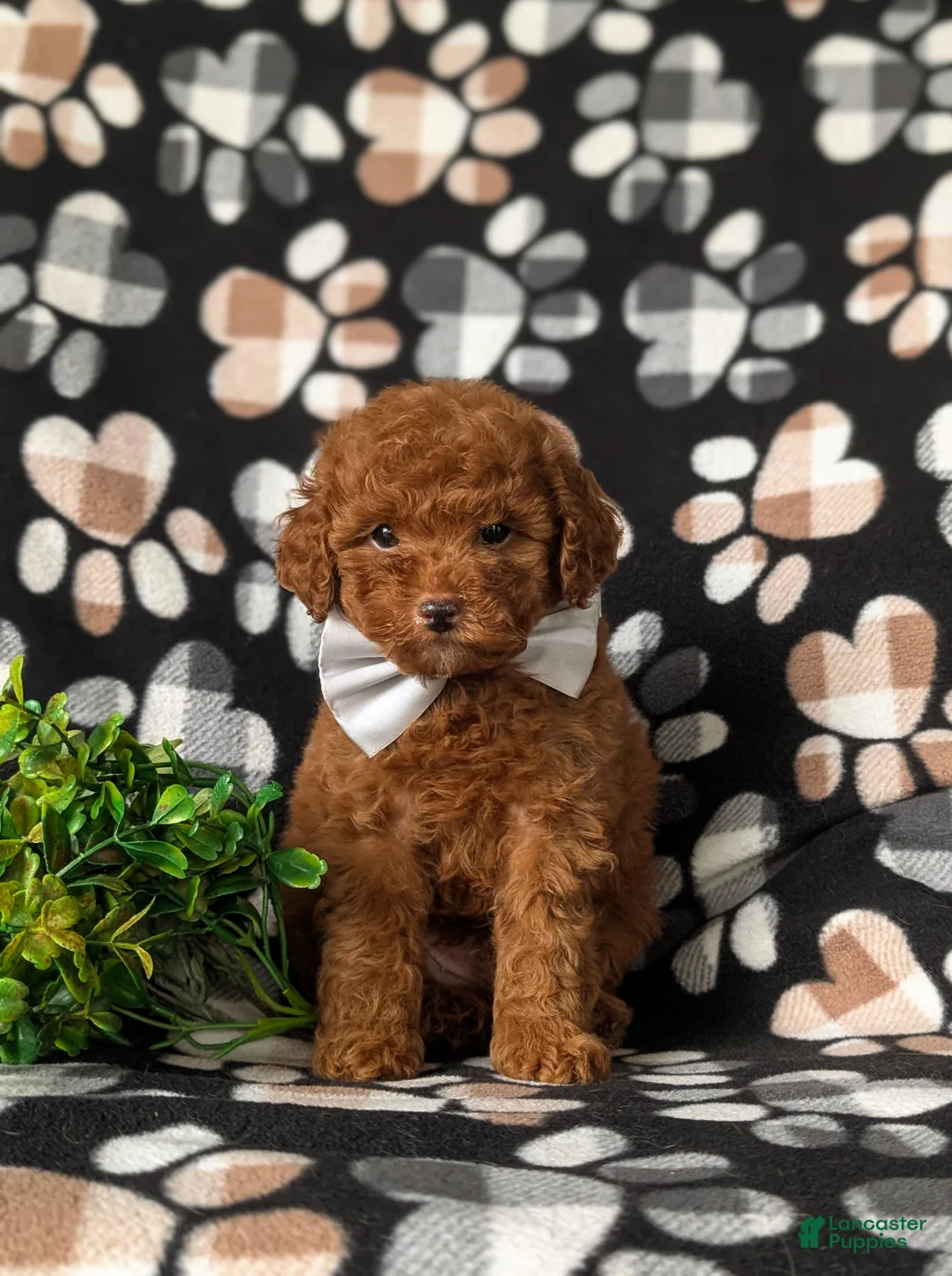Toy Poodle dogs for sale: Grant - Ad 2