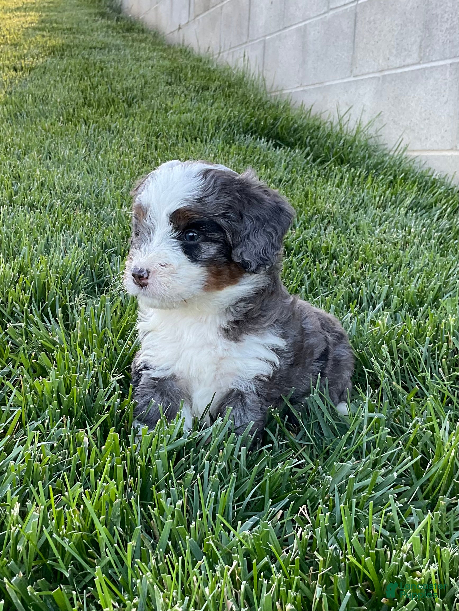 Mini Bernedoodle dogs Riley - Ad 2