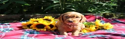 Mixed Breed dogs for sale: Posey - Irish Goldendoodle  - Ad 25