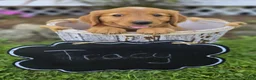 Mixed Breed dogs for sale: Tracy - Ad 3