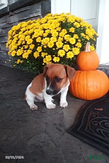 Jack Russell Terrier dogs Sparky - Ad 1
