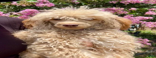 Ma