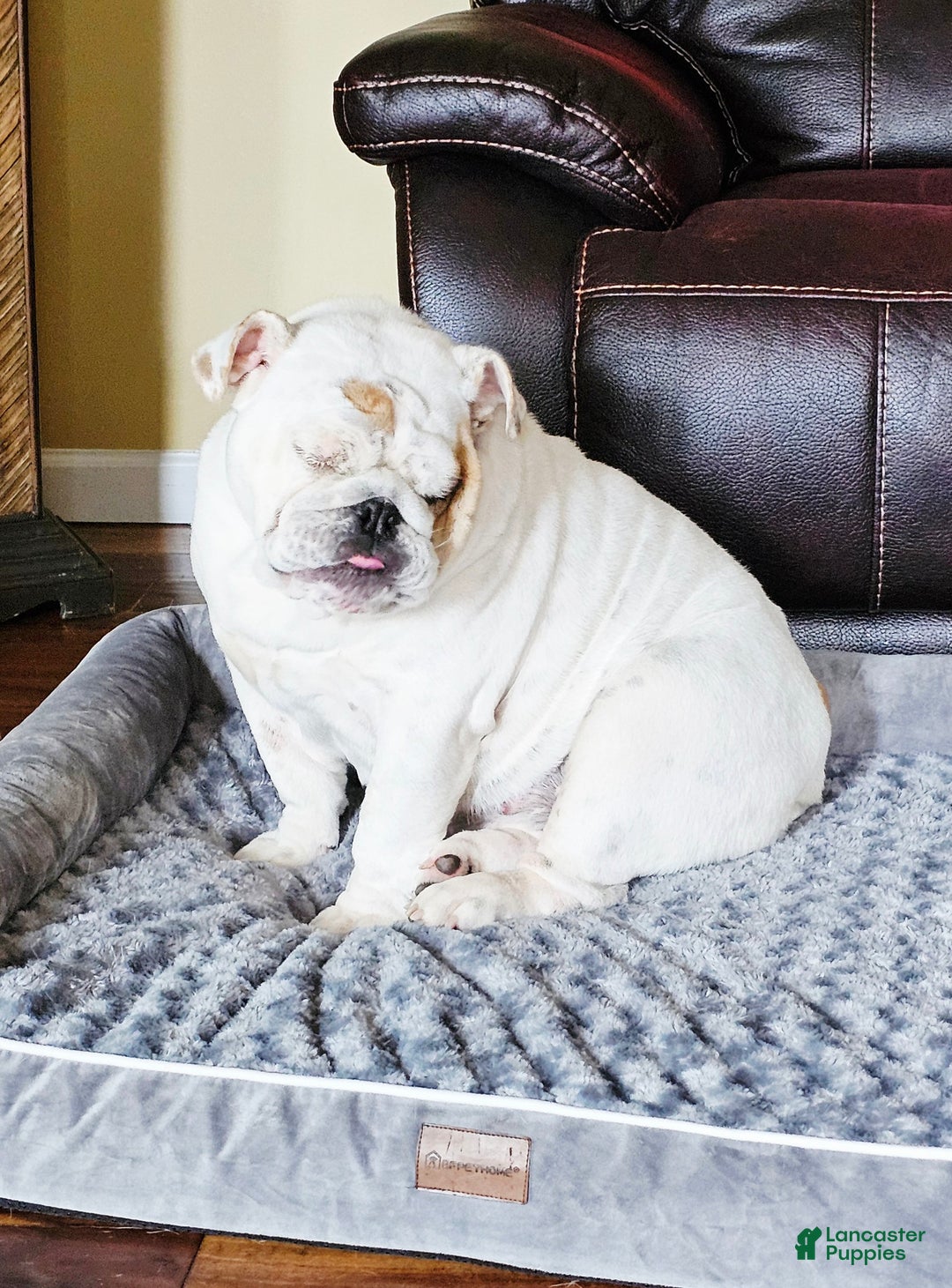 English Bulldog dogs for sale: English Bulldog Puppy 1 - Ad 6