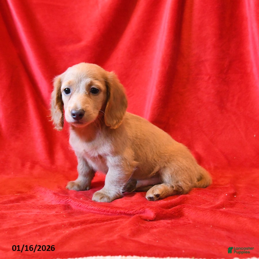 Miniature Dachshund dogs Dylan - Ad 2