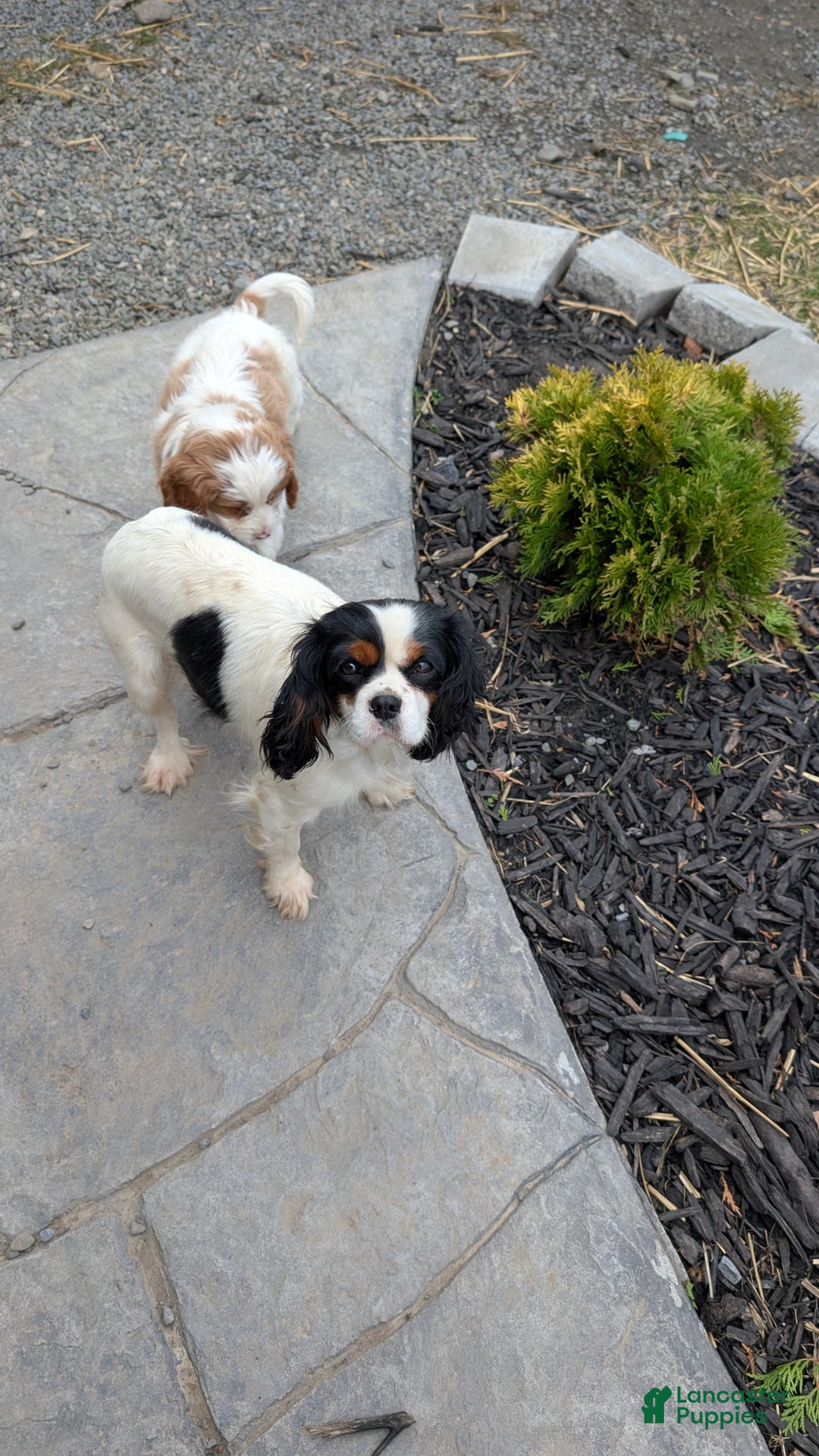 Cavapoo dogs for sale: Jenny  - Ad 4