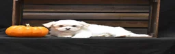 Maltese dogs for sale: Emmy - Ad 4