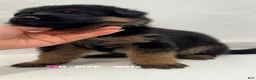 German Shepherd dogs for sale: H·pink - Ad 7