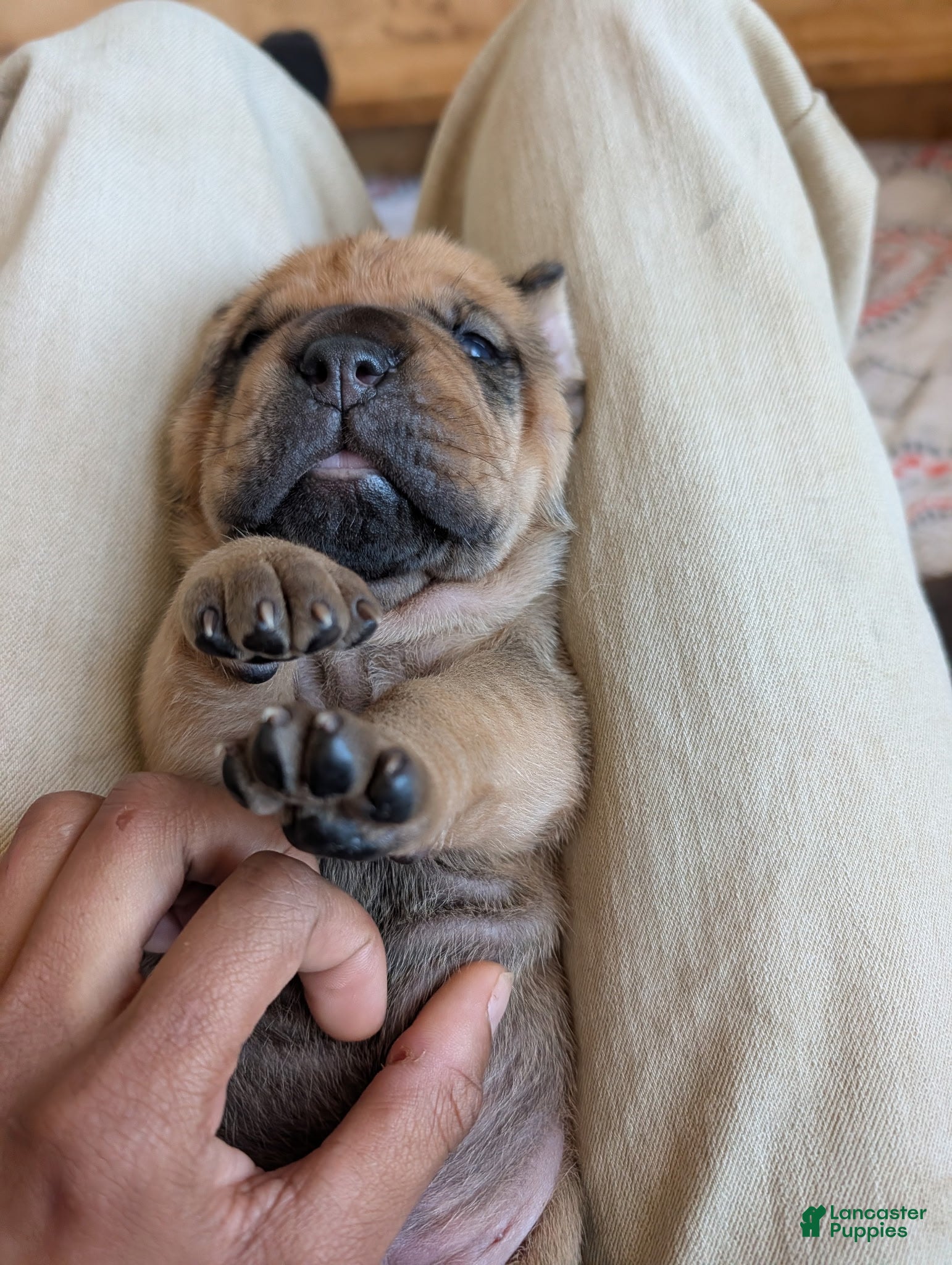 Cane Corso dogs Cane Corso Puppy 6 - Ad 2