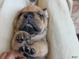 Cane Corso dogs Cane Corso Puppy 6 - Ad 4