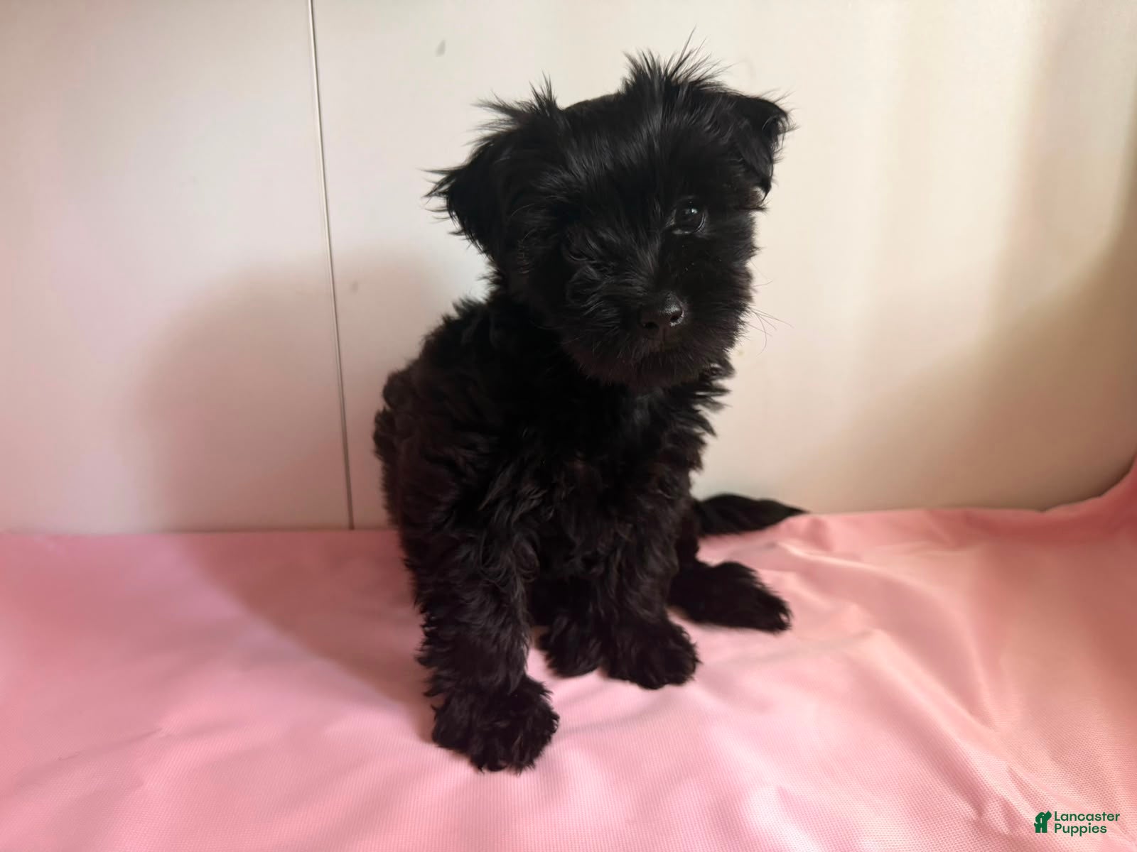 Yorkiepoo dogs Mia - Ad 1