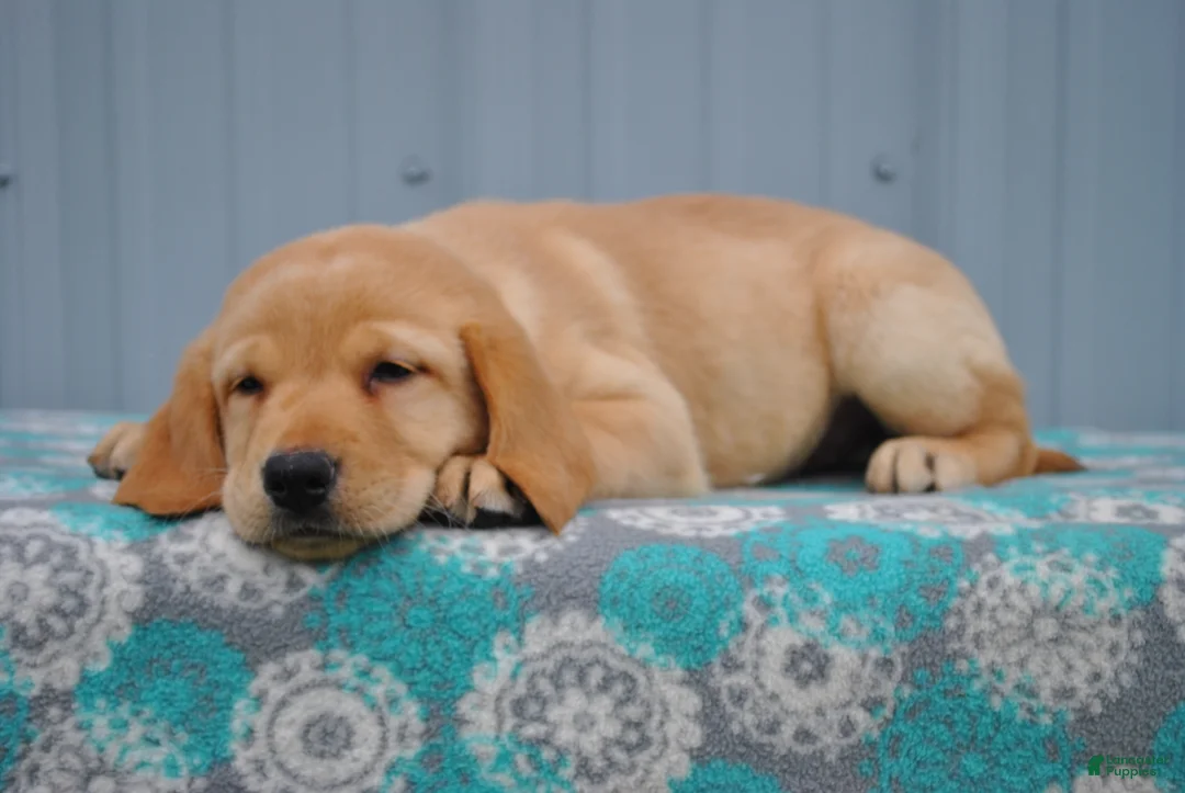 Labrador Retriever dogs for sale: Carmen - Ad 1