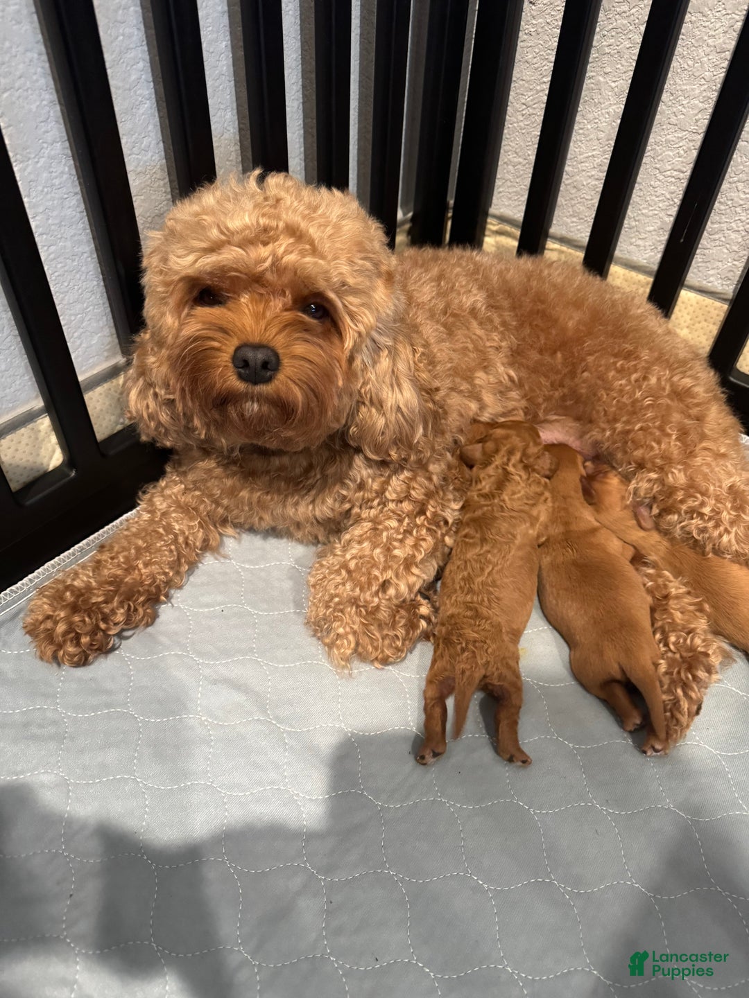 Cavapoo dogs for sale: Cavapoo Puppy 3 - Ad 2
