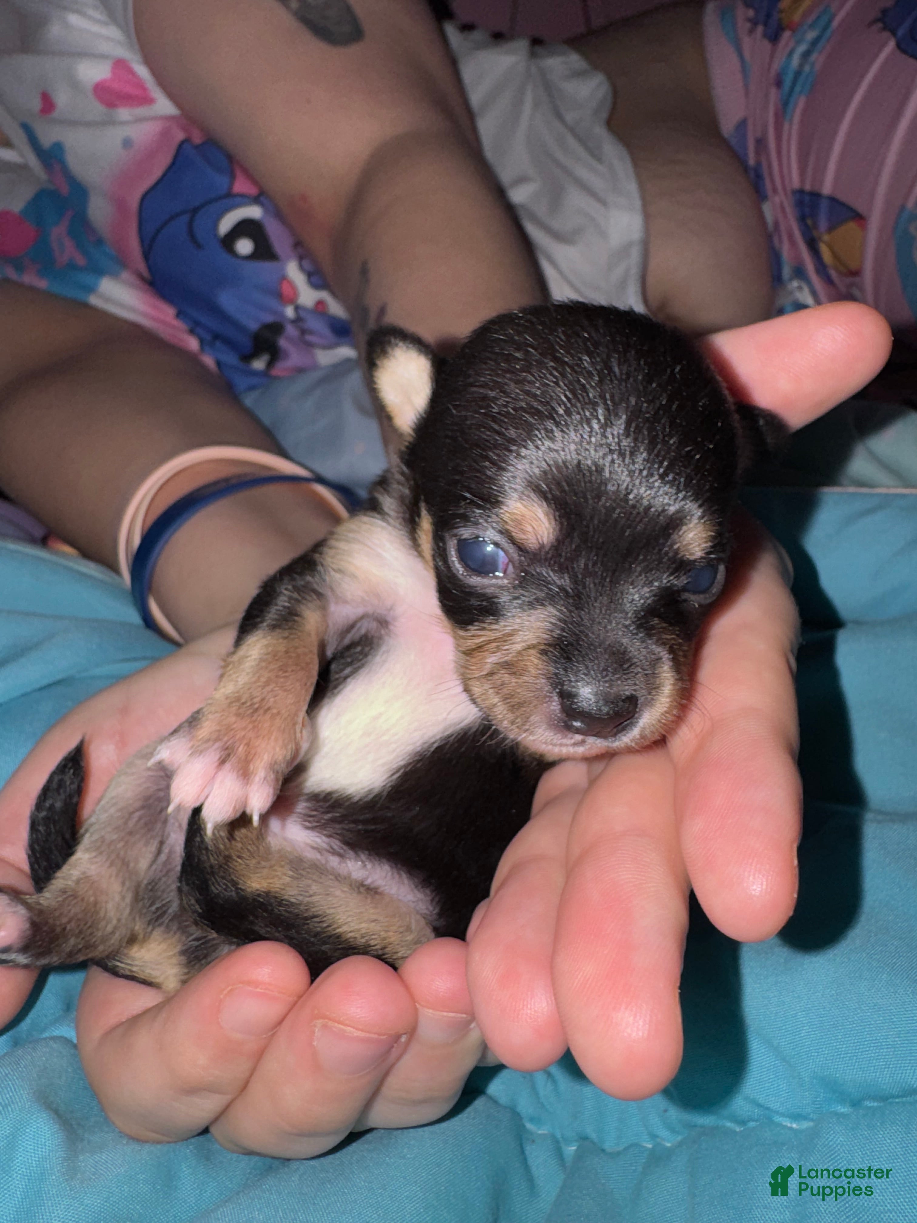 Chihuahua dogs Chihuahua Puppy 3 - Ad 40