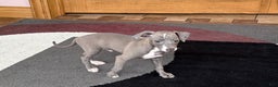Italian Greyhound dogs for sale: Larry - Ad 14