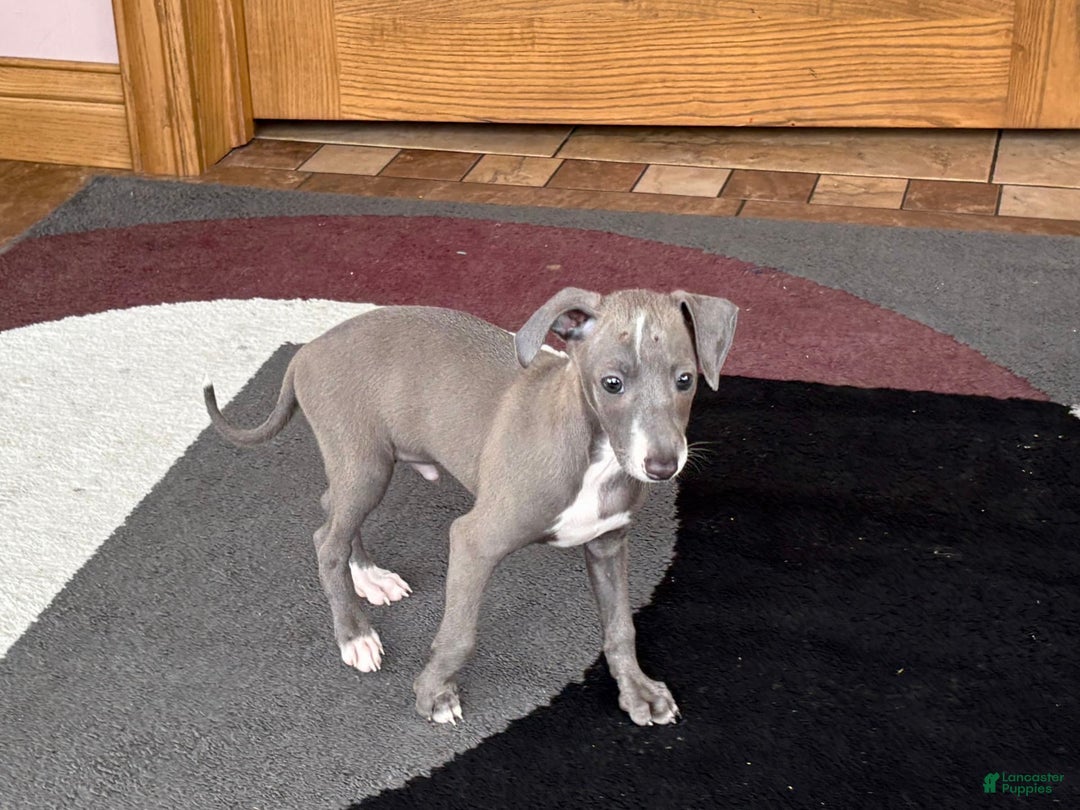 Italian Greyhound dogs for sale: Larry - Ad 14