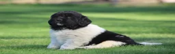 Newfoundland dogs for sale: Murphy  - Ad 1
