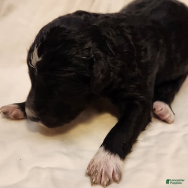 Mini Aussiedoodle dogs for sale: Stella_Female Tuxedo - Ad 8