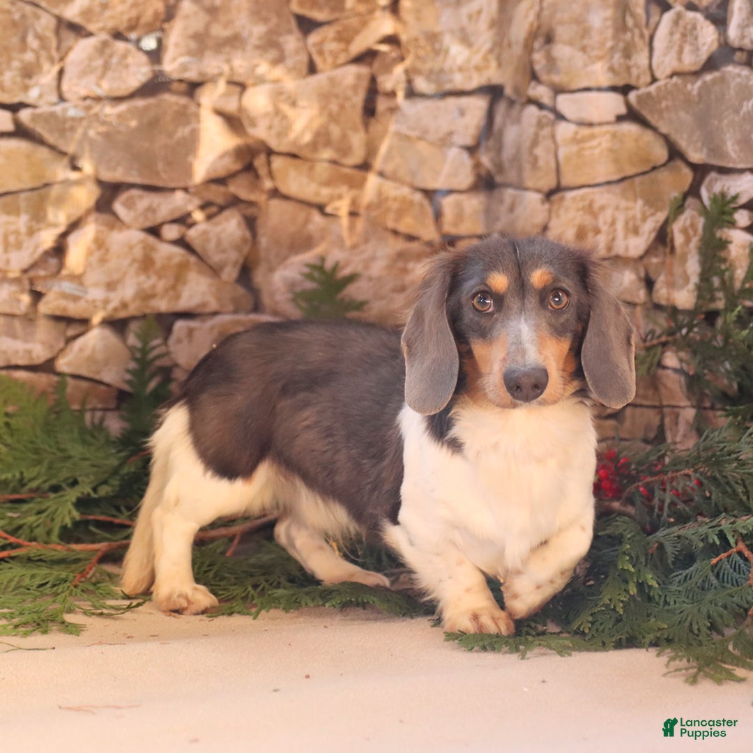 Miniature Dachshund dogs for sale: Bobby - Ad 7
