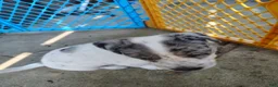 Mixed Breed dogs for sale: Spot - Ad 1