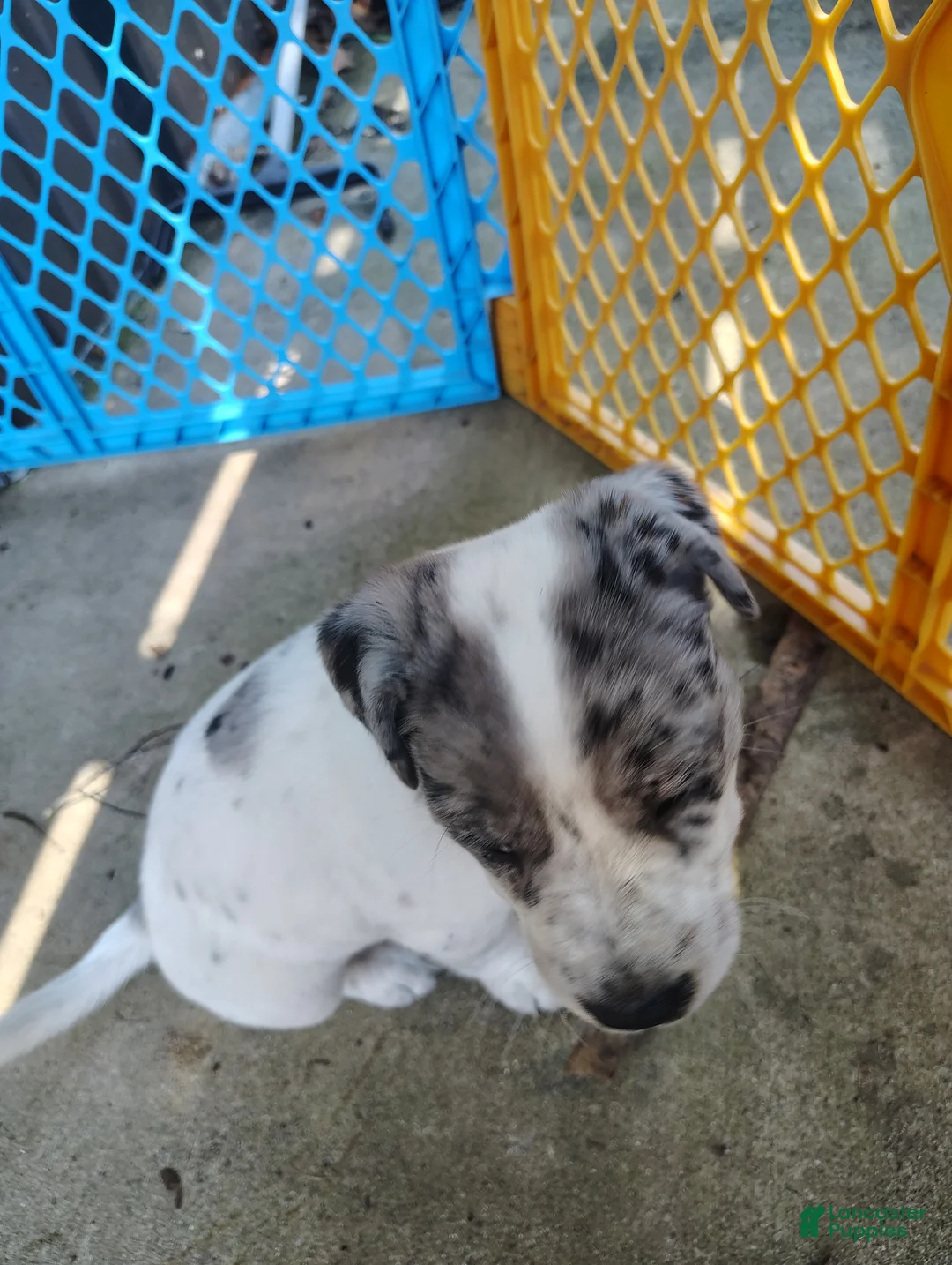 Mixed Breed dogs for sale: Spot - Ad 1