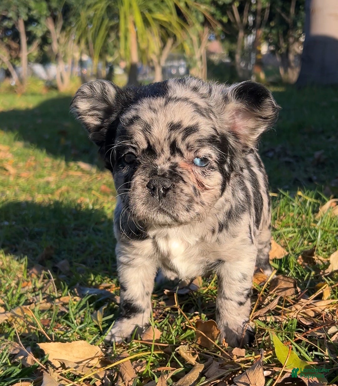 French Bulldog dogs for sale: Fluffy Merle - Ad 2