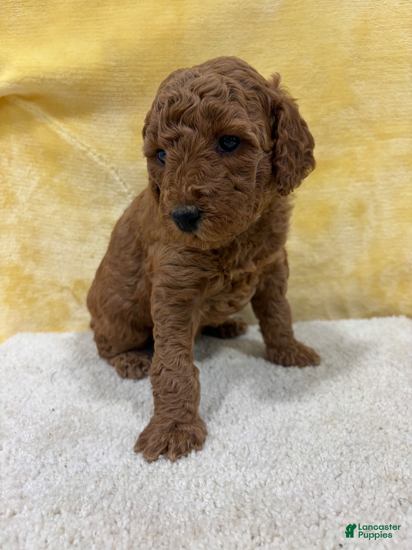 Mini Goldendoodle dogs Jade - Ad 2