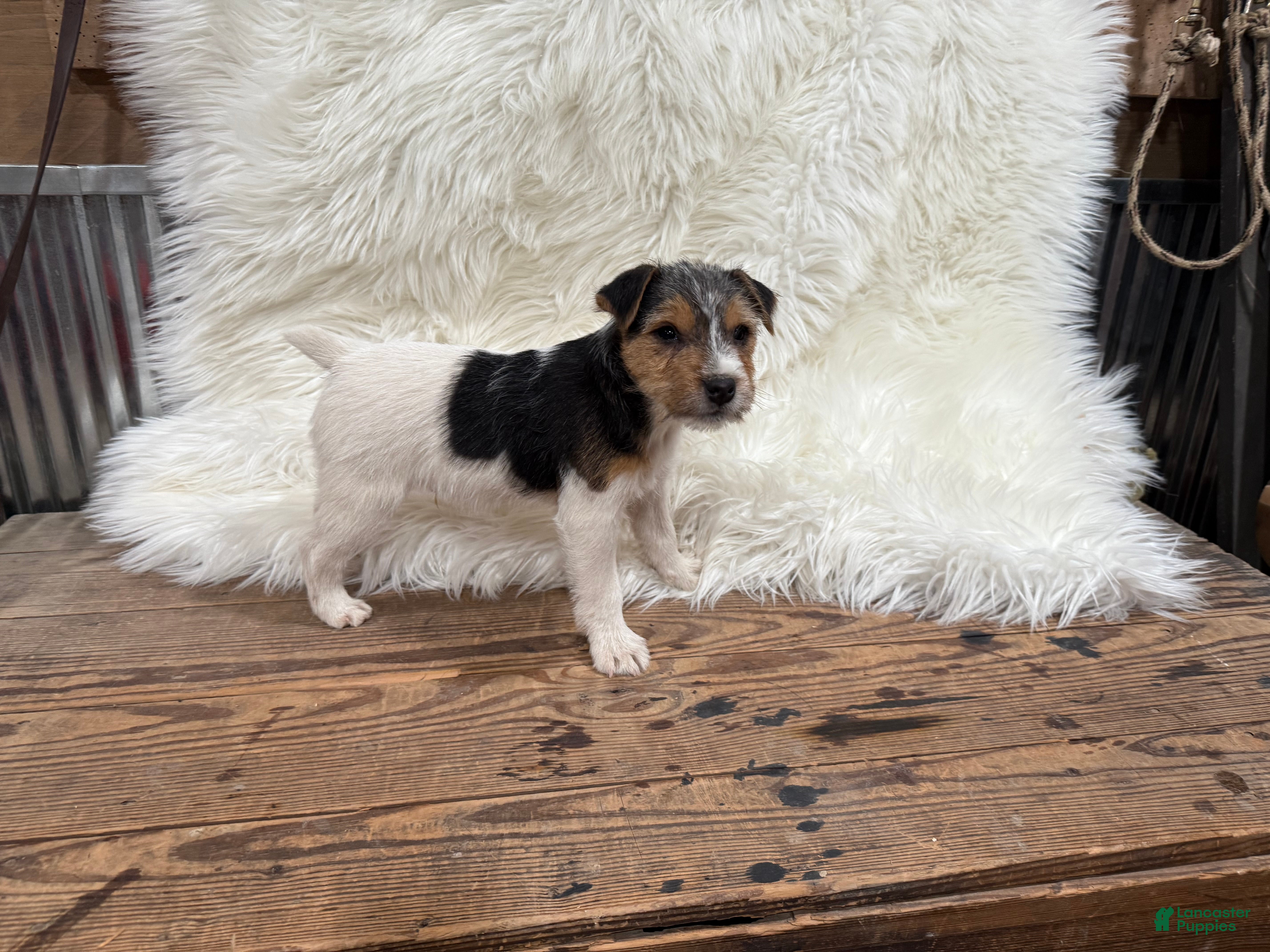 Jack Russell Terrier dogs Ruger  Puppy 6 - Ad 33