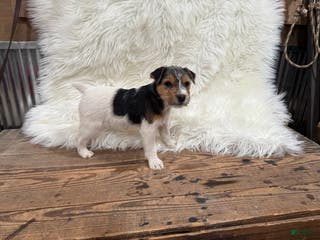 Jack Russell Terrier dogs Ruger Puppy 6 - Ad 10