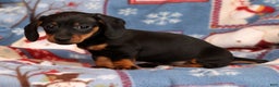 Miniature Dachshund dogs for sale: Harvey - Ad 8