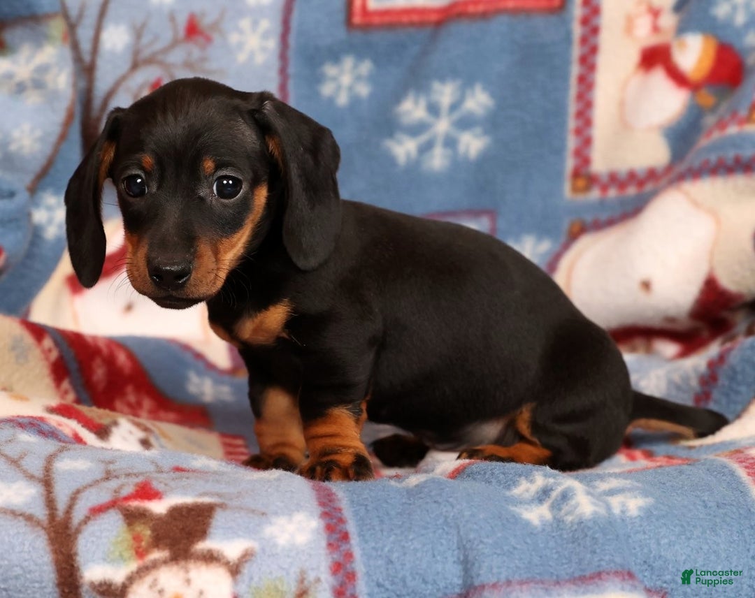 Miniature Dachshund dogs for sale: Harvey - Ad 8