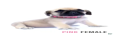 Pink Female