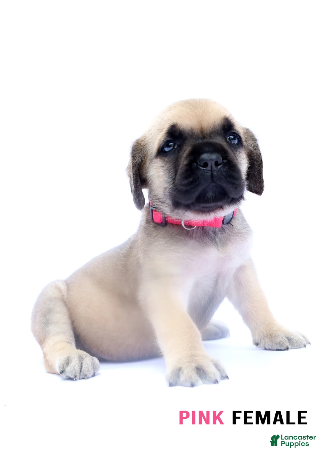 Cane Corso dogs for sale: Pink Female - Ad 1