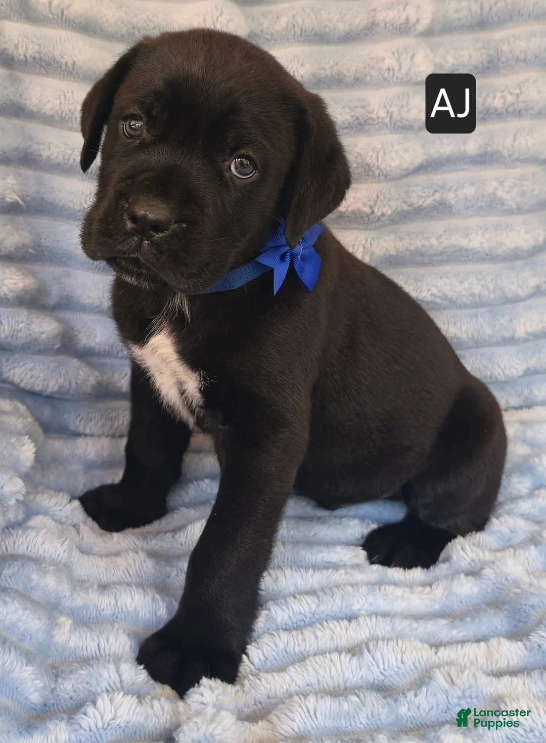 Cane Corso dogs for sale: AJ - Ad 2