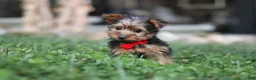 Yorkshire Terrier dogs for sale: Bo - Ad 6