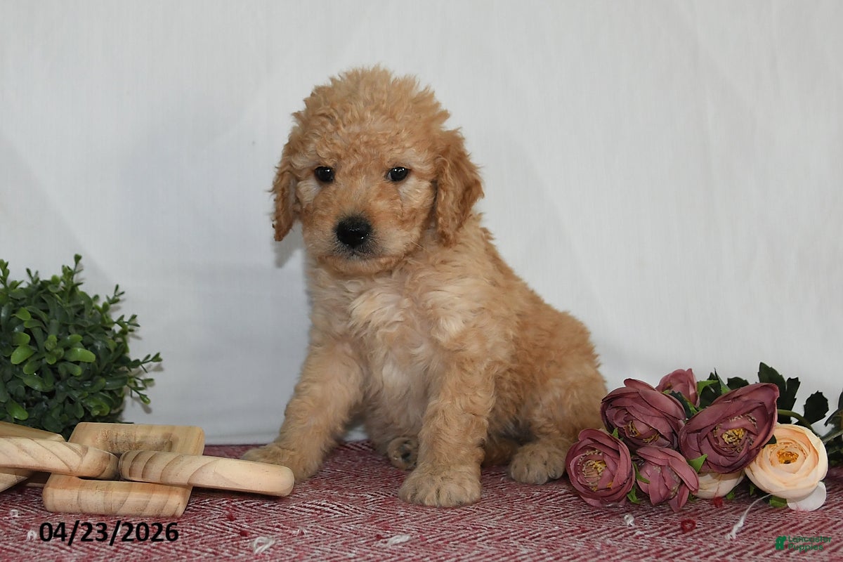 Goldendoodle dogs Mabel - Ad 2