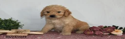 Goldendoodle dogs for sale: Mabel - Ad 2