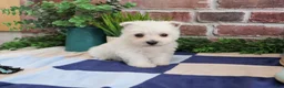West Highland Terrier dogs for sale: Stefan - Ad 5